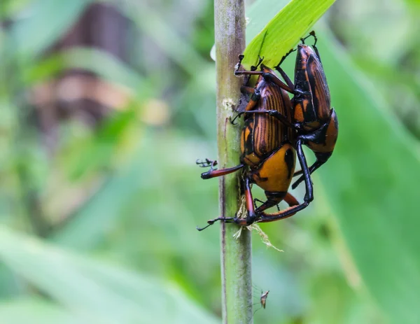 Escarabajo con armadura de color de cerca, Dynastes hercules — Foto de Stock