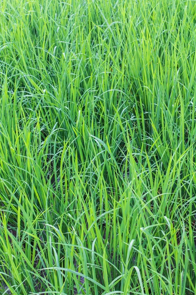 Contexte de la rizière verte — Photo