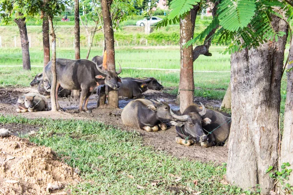 Thai buffalo — Stock Photo, Image