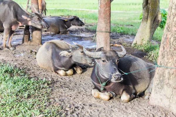 Thailändska buffalo — Stockfoto