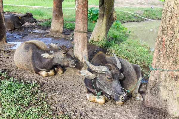 Thai buffalo — Stock Photo, Image