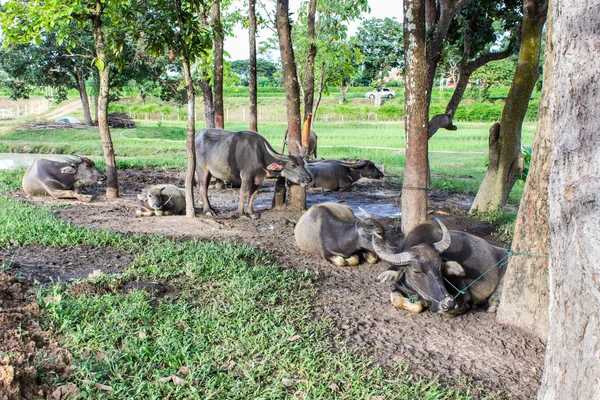 Thailändska buffalo — Stockfoto