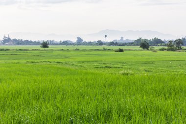 Tayland 'da yeşil pirinç tarlası