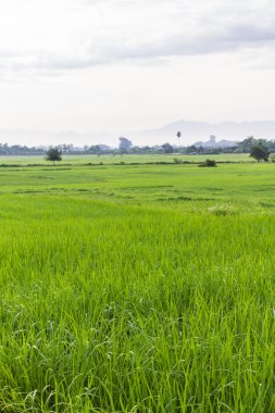 Tayland 'da yeşil pirinç tarlası
