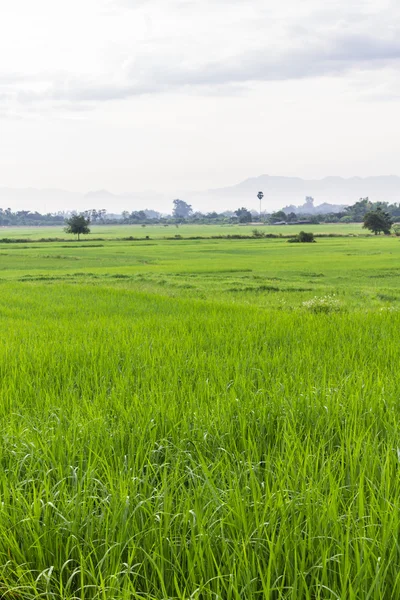 Πράσινο χωράφι ρυζιού στην Ταϊλάνδη — Φωτογραφία Αρχείου