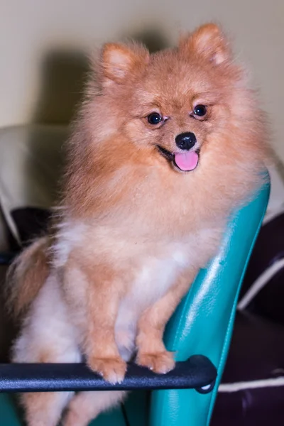 Pomeranian spitz — Stok fotoğraf