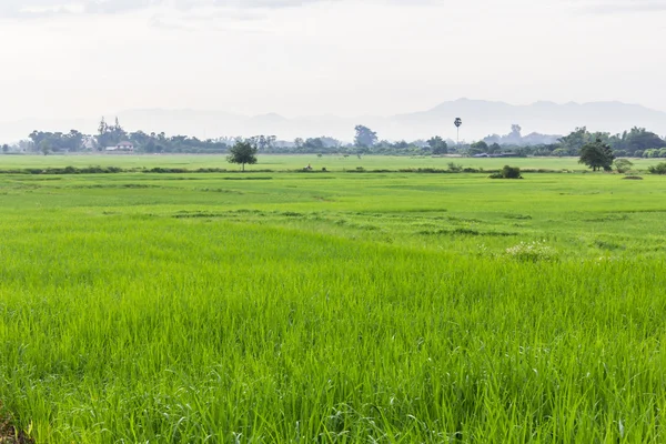 Campo de arroz verde en Tailandia —  Fotos de Stock