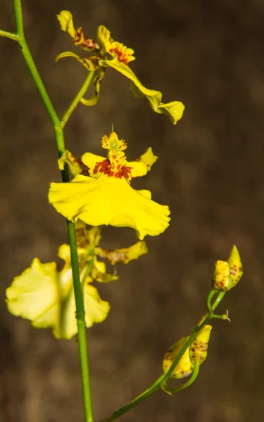 Dendrobium lindleyi , Yellow orchid — Stock Photo, Image
