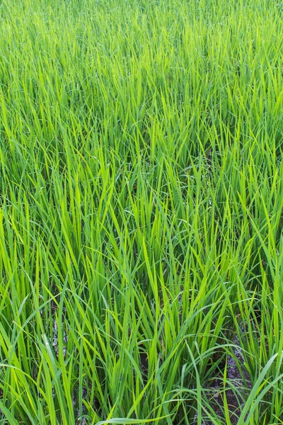 Fondo del campo de arroz verde — Foto de Stock