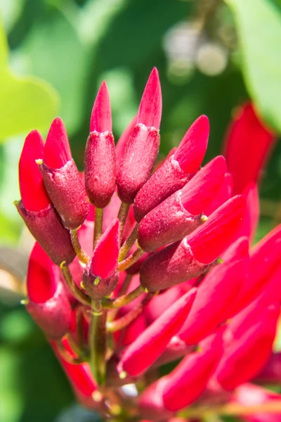 Erythrina variegata (Parichat kukat ) — kuvapankkivalokuva