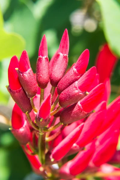 Erythrina variegata (Fiori di Parichat ) — Foto Stock