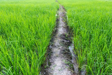 Tayland 'da yeşil pirinç tarlası
