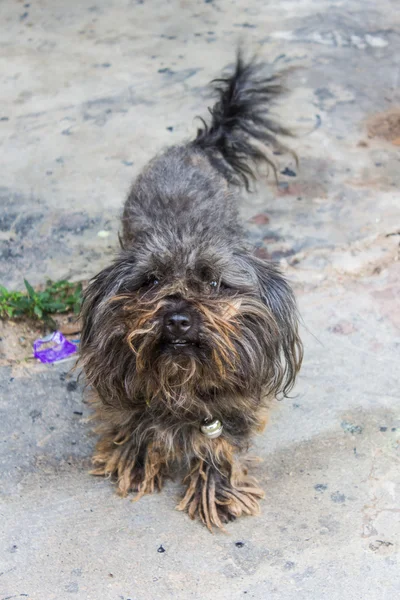 Zwarte zwerfhond — Stockfoto