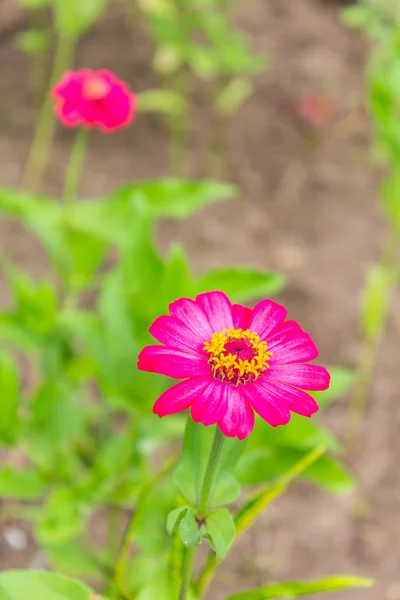 Pink Straw flower — Stock Photo, Image