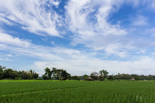 Champ de riz vert avec ciel de beauté en Thaïlande — Photo