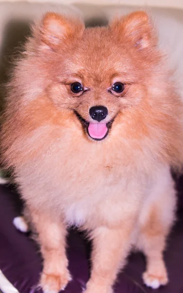 Pomeranian spitz — Stok fotoğraf