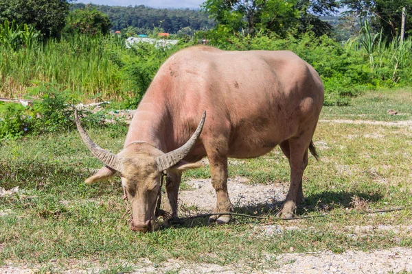 Albino buffalo (beyaz bizon) çayır on otlatmak — Stok fotoğraf