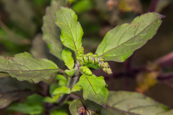 Macro de albahaca sagrada roja — Foto de Stock