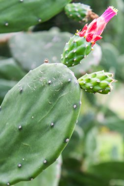 Bu kaktüsün üstüne çiçeklerin güzel pembe ve kırmızı çiçekleri