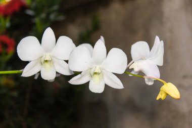 Beyaz Orkide