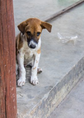Tay yolunu yitirmek yavru köpek