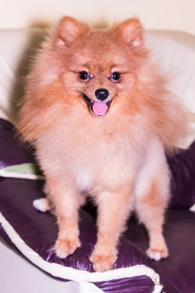 Pomeranian spitz — Stok fotoğraf