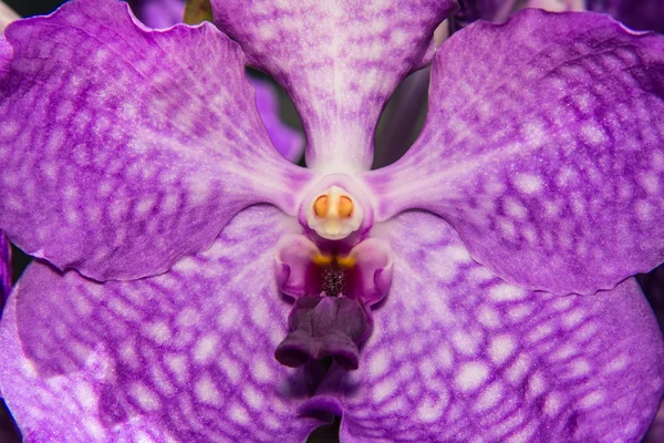 Makroviolette Vanda-Orchidee — Stockfoto