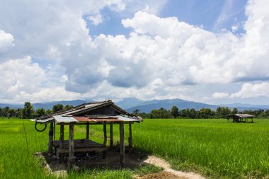 Evi ve yeşil pirinç alan Tayland, Asya