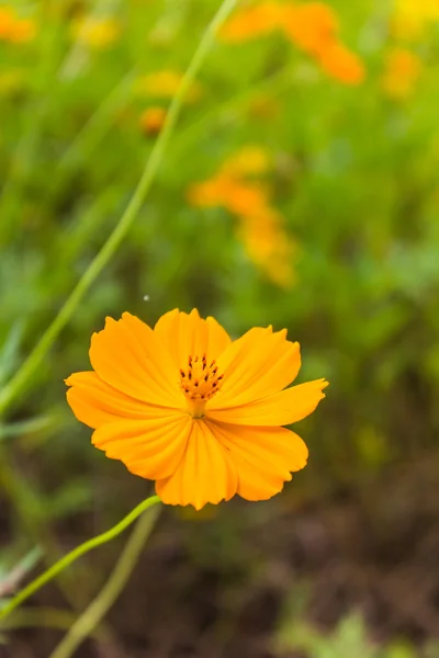 Orange Cosmos flowers — Stock Photo, Image