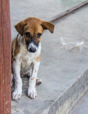 Tay yolunu yitirmek yavru köpek