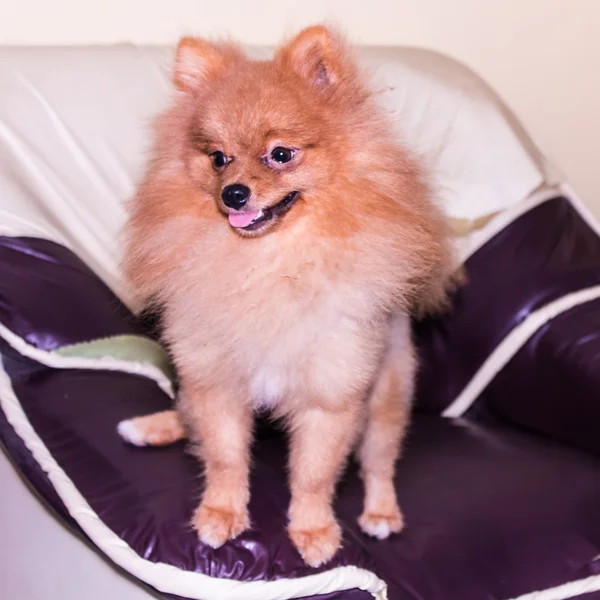 Pomeranian spitz — Stock Photo, Image