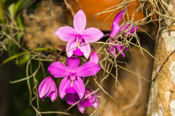 Růžové orchideje na zahradě — Stock fotografie