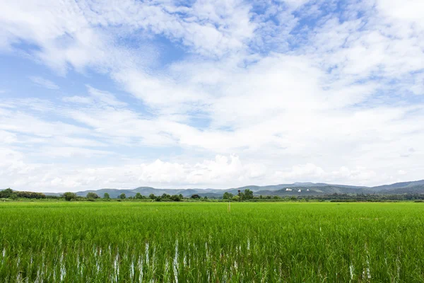 Campo di riso verde con cielo di bellezza in Thailandia — Foto Stock