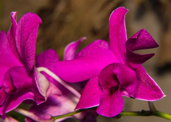 Pink orchid flower — Stock Photo, Image