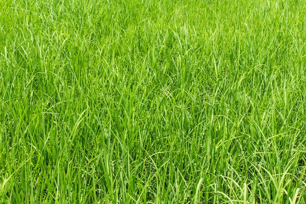 Fundal câmp de orez verde — Fotografie, imagine de stoc