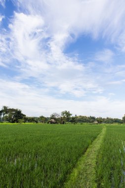 Yeşil pirinç alan güzellik gökyüzü Tayland ile