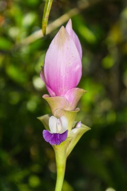 Pembe Curcuma alismatifolia çiçeği