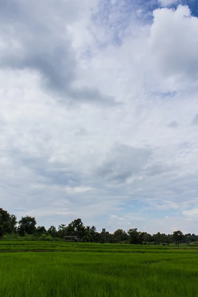 Risfält och stuga i thailand — Stockfoto