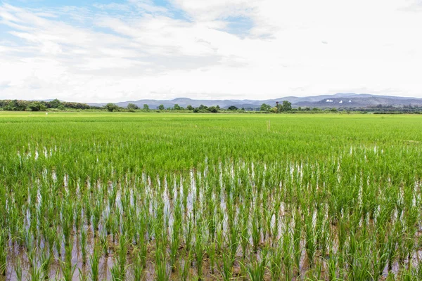 Champ de riz vert avec ciel de beauté en Thaïlande — Photo