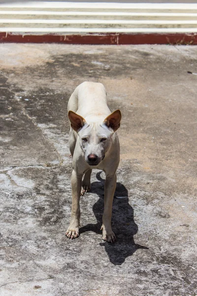 Tailandés perro callejero — Foto de Stock