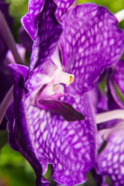 Makro mor vanda orkide — Stok fotoğraf