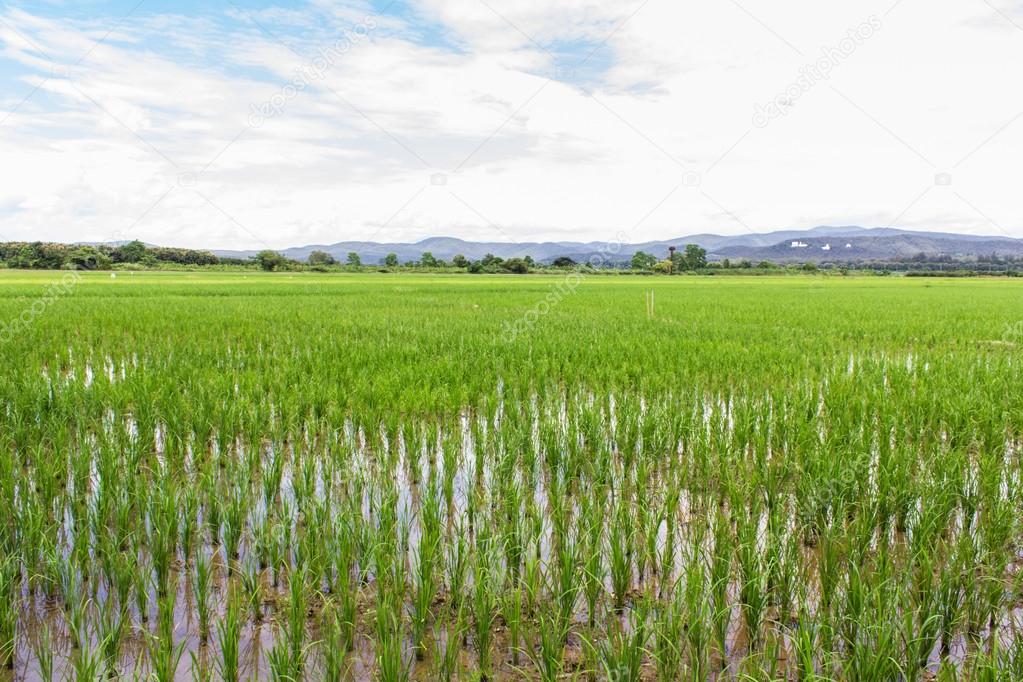 Green rice field with beauty sky in Thailand