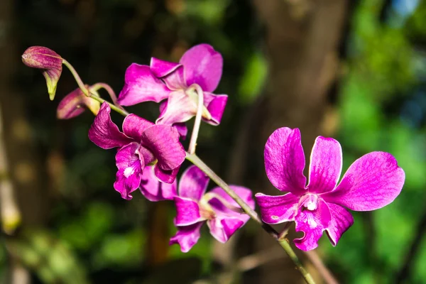 Růžová orchidej — Stock fotografie