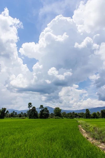 Campo de arroz verde en Tailandia, Asia —  Fotos de Stock