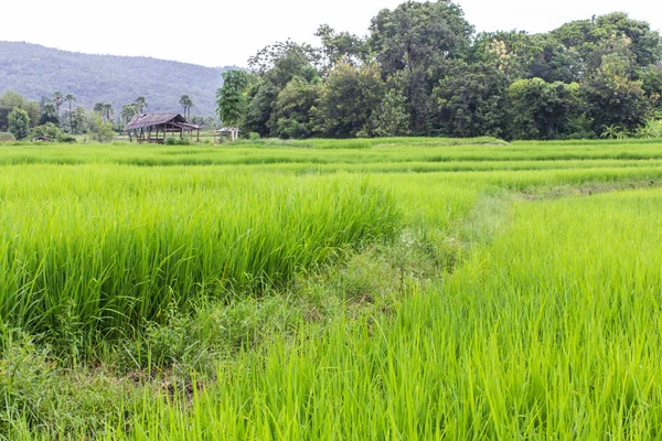 Campo de arroz y casa de campo en Tailandia — Foto de Stock