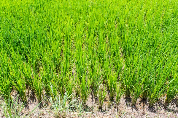 Paddy rice — Stock Photo, Image