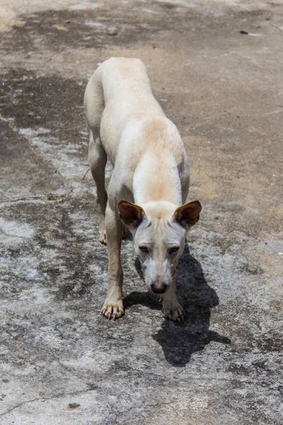 Thaise zwerfhond — Stockfoto