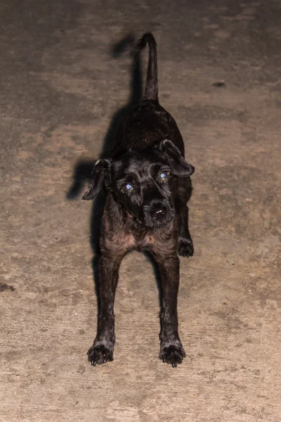 黒いプードルのミックス犬 — ストック写真