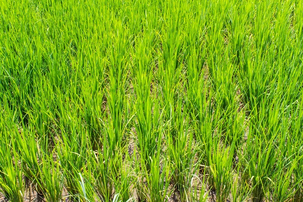 Paddy rice texture — Stock Photo, Image