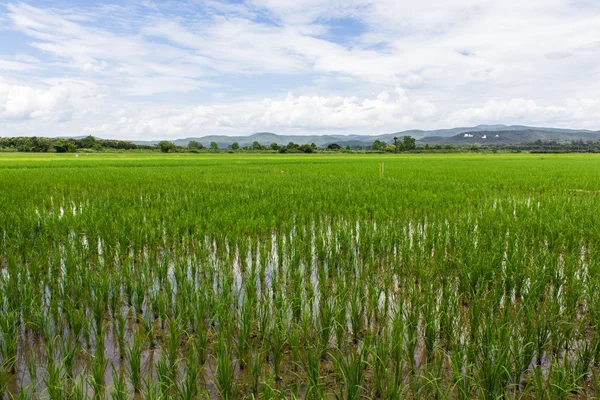 Zelené rýžové pole s krásou nebe v Thajsku — Stock fotografie
